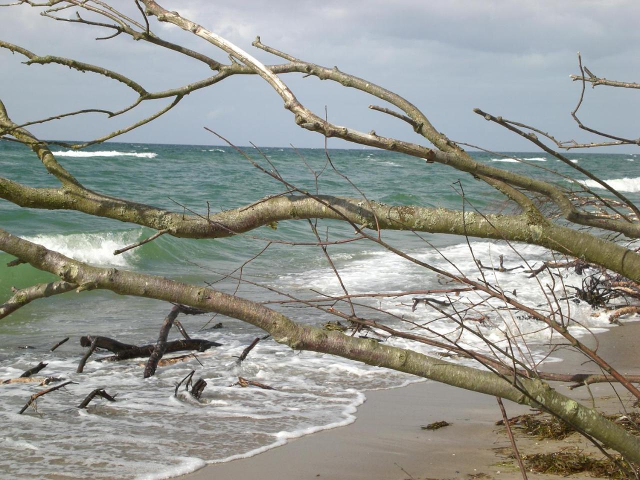 Ferienwohnung Achtern - Diek - am Strand Ostseeheilbad Ostseeheilbad Zingst Exterior foto